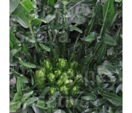 Puntarella - Catalogna - BIO