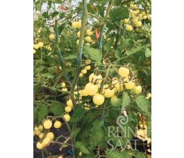 Tomate cocktail - Weisse Ribisel - BIODYNAMIQUE