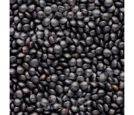 Lentilles Beluga - Lens culinaris 25g - BIO