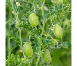 Pois chiche - Badil - BIO