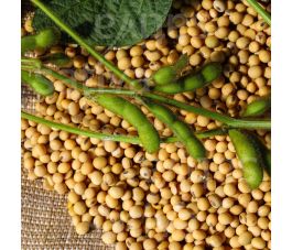 Soja pour tofu - BIO