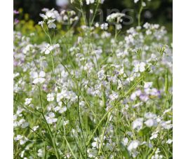 Radis oléifère 25g - Farmer - BIO