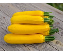 Courgette jaune - Solara - BIODYNAMIQUE