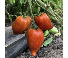 Tomate - Striée - BIO