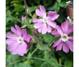 Silene dioica - Compagnon rouge - BIO