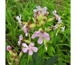 Saponaria officinalis - Sapponaire officinale  - BIO