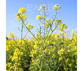 Moutarde jaune 250g - BIO