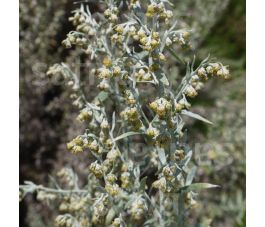 Artemisia absinthium - Absinthe - BIODYNAMIQUE
