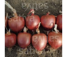 Oignon - Ramata di Milano - BIO