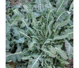 Brocoli - Fiolaro - BIO