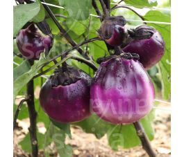 Aubergine - Tonda Violetta - BIODYNAMIQUE
