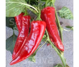 Piment - Gorria - BIODYNAMIQUE