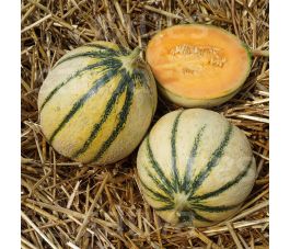 Melon Charentais - Celeste N2 - BIO