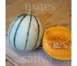 Melon Charentais - Selene N1 - BIO