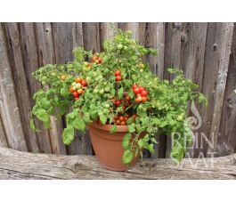 Tomate - Bajaja - BIODYNAMIQUE