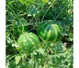 Pastèque - Crimson Sweet - BIO