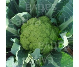 Chou-fleur - Verde di Macerata - BIO