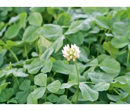 Tréfle blanc - port bas - 15 g - Hebe - pour 10 m² - BIO 