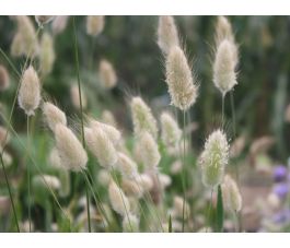 Lagurus ovatus - Lagure ovale - BIODYNAMIQUE