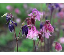 Aquilegia vulgaris - Ancolie - BIODYNAMIQUE