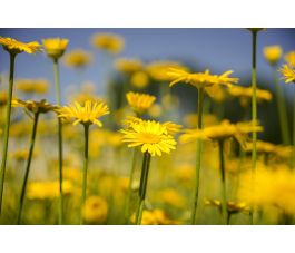 Anthemis tinctoria - Camomille des teinturiers - BIODYNAMIQUE