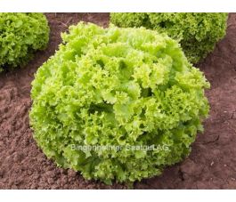 Laitue à couper - Lollo Bionda - BIODYNAMIQUE 