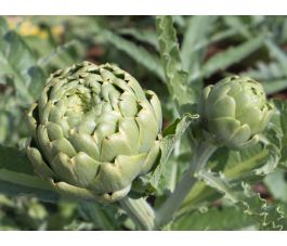 Artichaut - Green Globe - BIO
