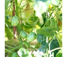 Concombre cocktail - Cucamelon - BIODYNAMIQUE