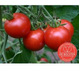 Tomate - Matina - BIO