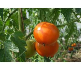 Tomate - Caro Rich - BIO - Remise de 50% pour cause de germination réduite