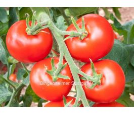 Tomate - Hellfrucht - BIODYNAMIQUE