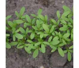 Cresson alénois - Cressida - 15g - BIO