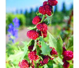 Epinard fraise - Chenopodium virgatum - BIO