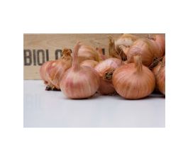 Échalote - Red Sun - taille 30/50 - 20 pièces - BIO