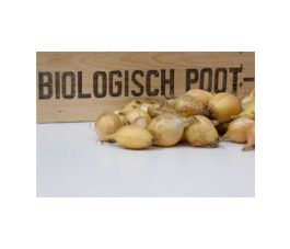 Oignon à planter, Sturon, taille 10/22, 500g