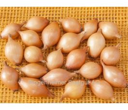 Oignon - Sturon - taille 10/22 - 500g - BIO