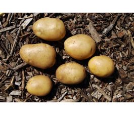 Plants de pomme de terre - Frieslander - taille A 25/35 - 1kg - BIO