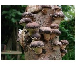 Shiitake (200 pièces)