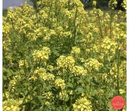 Moutarde jaune 75g - BIO