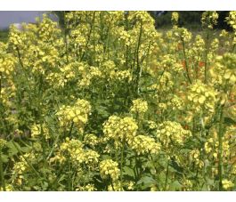 Moutarde jaune, engrais vert 25g - BIO