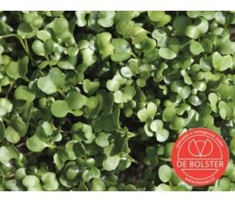 Roquette, graines à germer 30 g