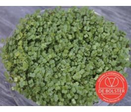 Brocoli graines à germer 25g - BIO