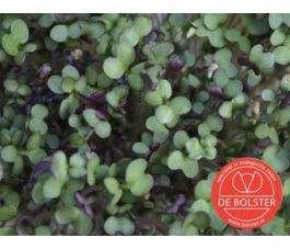 Moutarde, graines à germer 50 g