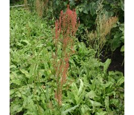 Rumex ambiguus - Oseille des jardins - BIO - Remise de 50% pour cause de germination réduite