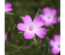 Agrostemma githago - Nielle des blés - BIO