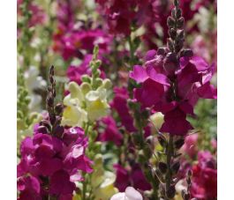 Muflier - Antirrhinum majus - BIO