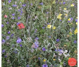 Mélange de fleurs - Bouquet des champs - BIO