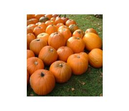 Courge - Jack'o lantern - BIODYNAMIQUE