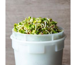 Daykon rouge, graines à germer 25g - BIO