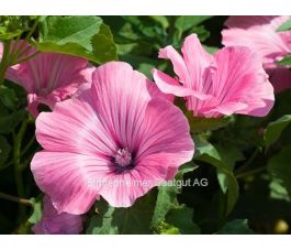 Lavatera trimestris - Lavatère d'un trimestre - BIODYNAMIQUE - 50% de remise - germination réduite